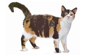 آمریکن وایر هیر | American Wirehair