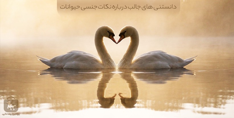 نکات جنسی حیوانات - پرشین پت شاپ