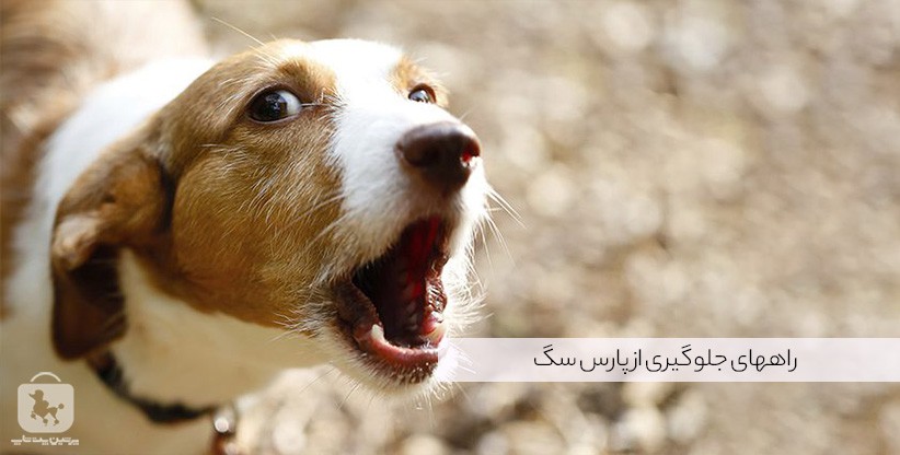 راههای جلوگیری از پارس سگ