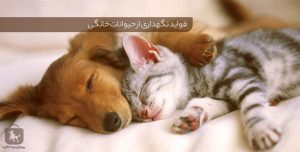 فواید نگهداری از حیوانات خانگی