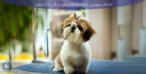 بهترین حیوانات خانگی برای آپارتمان: راهنمای کامل از گربه تا خزندگان