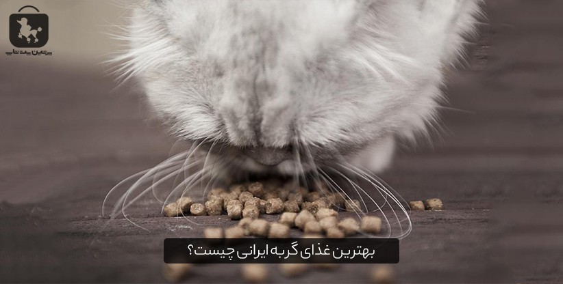 بهترین غذای گربه ایرانی چیست؟