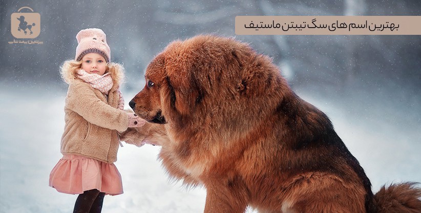 بهترین اسم سگ تیبتن ماستیف | ماستیف تبتی +۱۰۰ اسم پسر و دختر