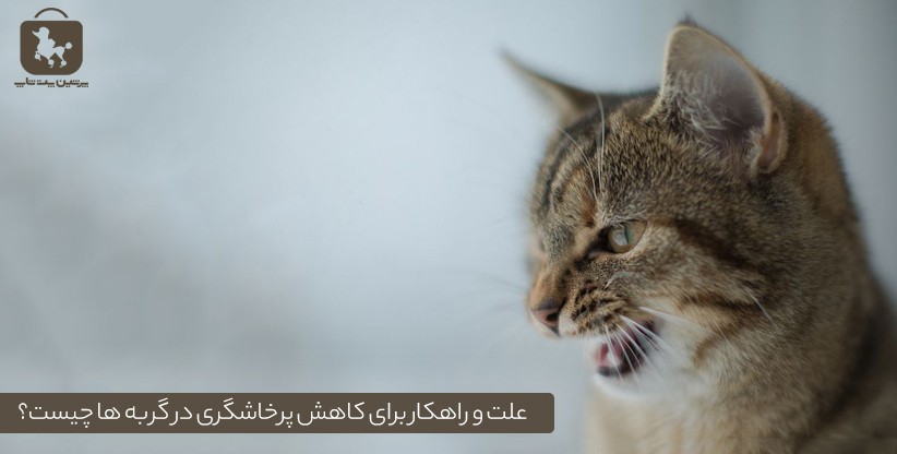 علت و راهکار برای کاهش پرخاشگری در گربه ها چیست؟