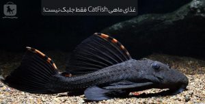 غذای ماهی کت فیش فقط جلبک نیست!