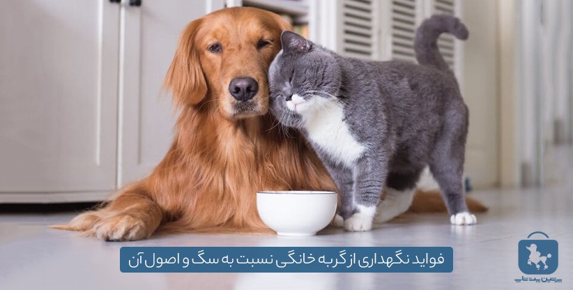 فواید نگهداری از گربه خانگی نسبت به سگ و اصول آن