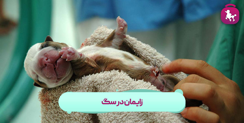 زایمان در سگ