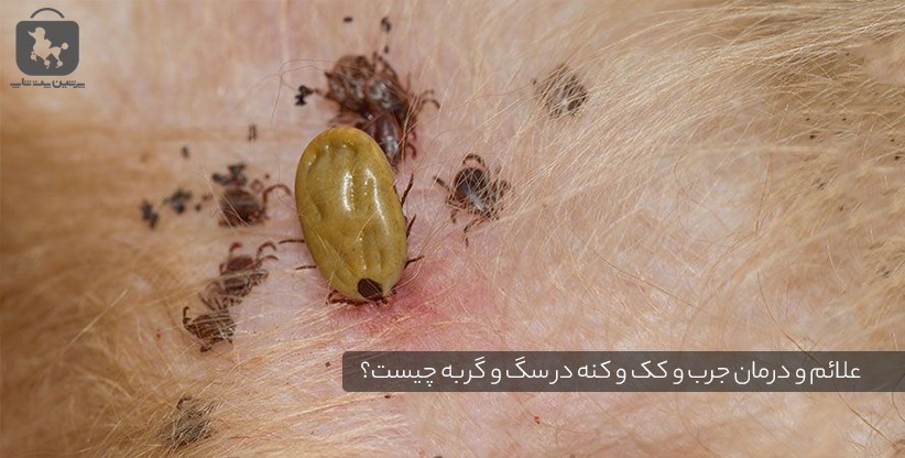 علائم و درمان جرب و کک و کنه در سگ و گربه چیست؟