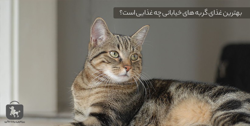 غذای گربه های خیابانی - پرشین پت شاپ