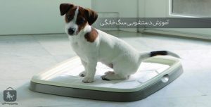 آموزش دستشویی سگ خانگی
