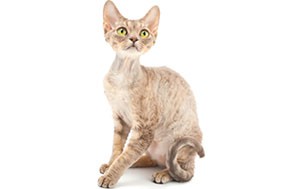 دوون رکس | Devon Rex