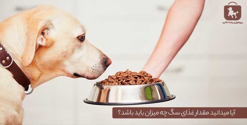 آیا میدانید مقدار غذای سگ چه میزان باید باشد؟