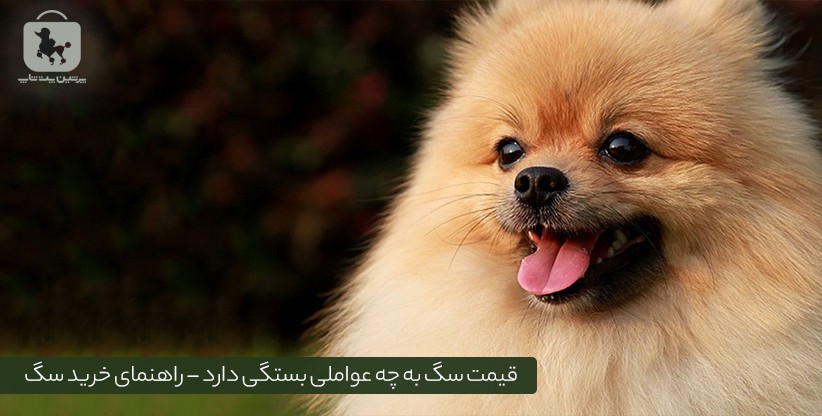 قیمت سگ و راهنمای خرید سگ - پرشین پت شاپ