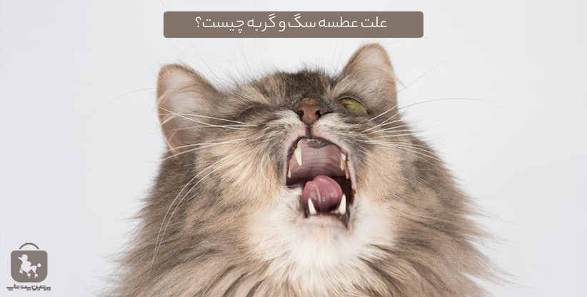 علت عطسه سگ و گربه چیست؟