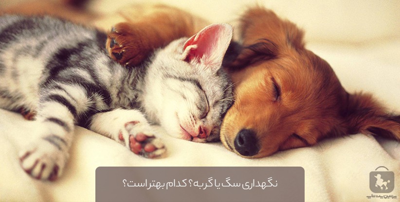 سگ یا گربه؟ راهنمای کامل برای انتخاب بهترین حیوان خانگی