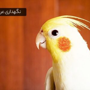 نگهداری عروس هلندی در منزل