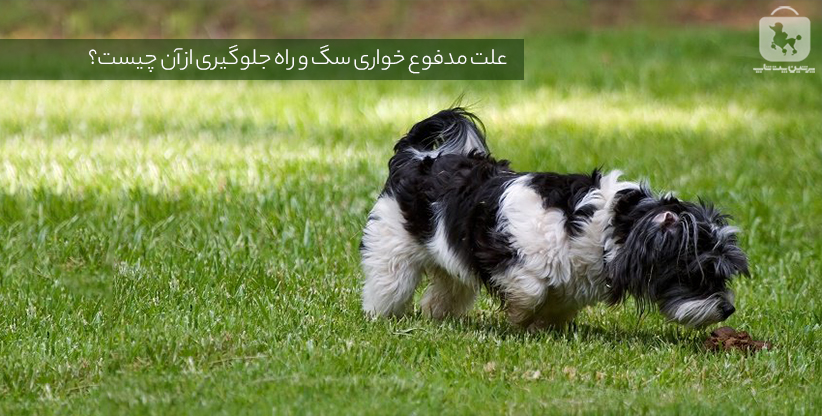 علت مدفوع خواری سگ و راه جلوگیری از آن چیست؟
