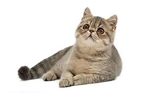 اگزوتیک شورت هیر | Exotic Shorthair