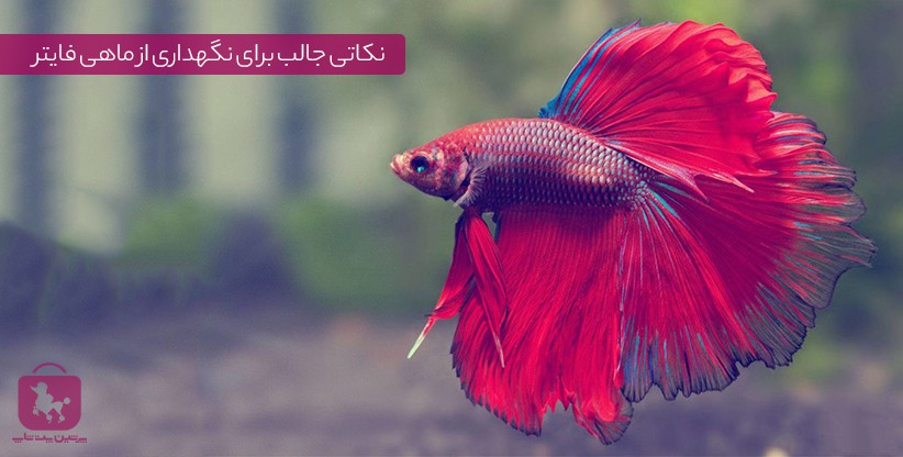 نکاتی جالب برای نگهداری از ماهی فایتر