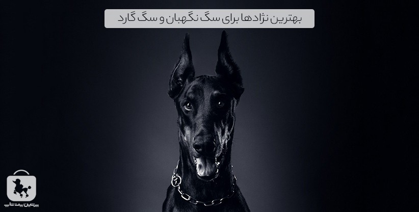 بهترین نژادها برای سگ نگهبان و سگ گارد