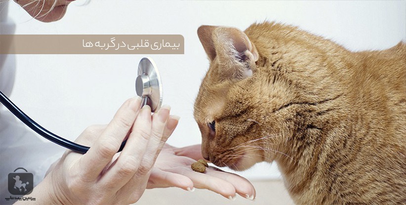 بیماری قلبی در گربه ها