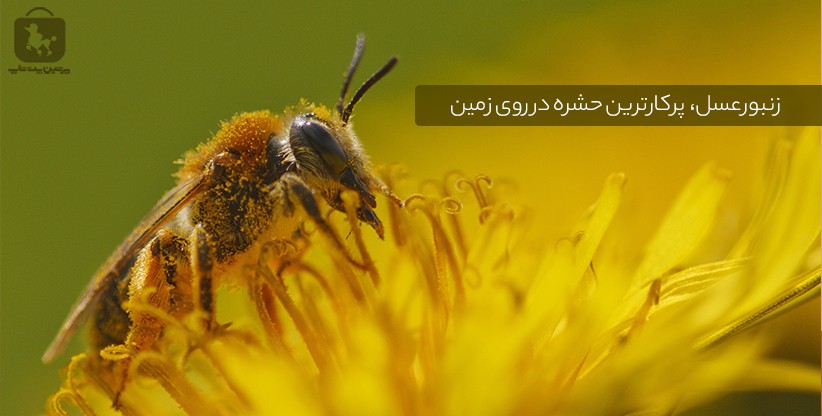 زنبورعسل، پرکارترین حشره در روی زمین!