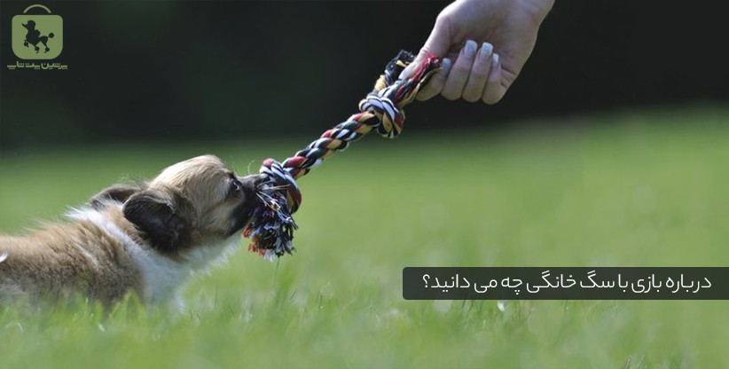 درباره بازی با سگ خانگی چه می دانید؟