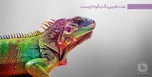 علت تغییر رنگ ایگوانا چیست