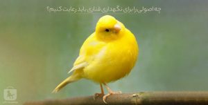 نگهداری قناری در خانه؛ راهنمای کامل قفس، تغذیه، نظافت و سلامت