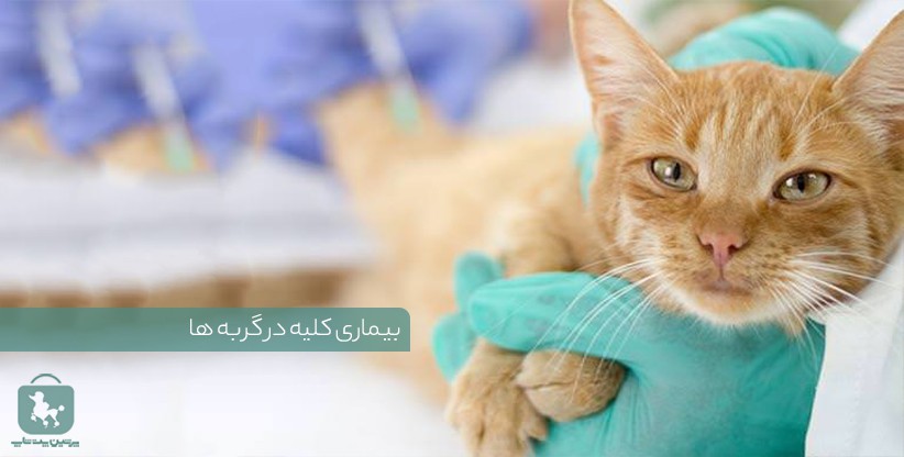 راهنمای جامع بیماری‌ کلیوی در گربه‌ها: علائم، تشخیص و مدیریت