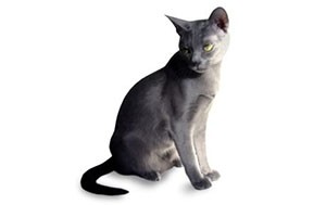 کرات | Korat