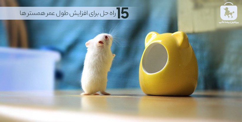 ۱۵ راه حل برای افزایش طول عمر همستر ها - پرشین پت شاپ