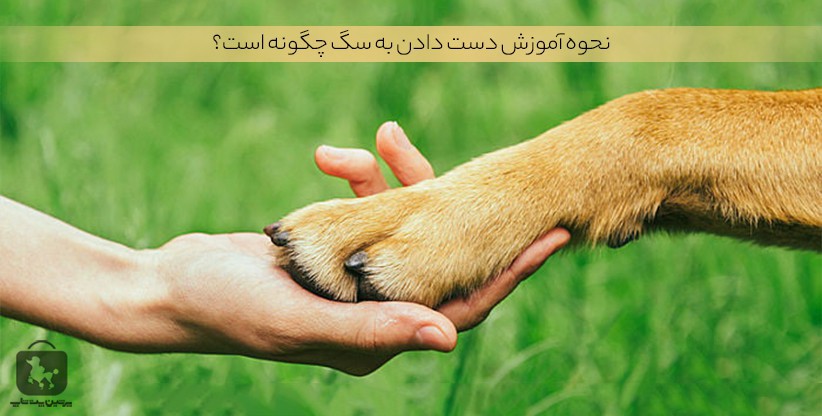 آموزش دست دادن به سگ - پرشین پت شاپ