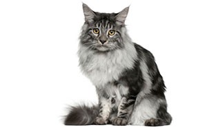 مین کون | Maine Coon