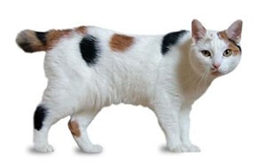مانکس | Manx