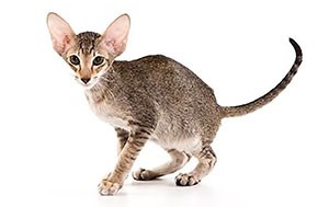 اوریانتال موکوتاه | Oriental Shorthair