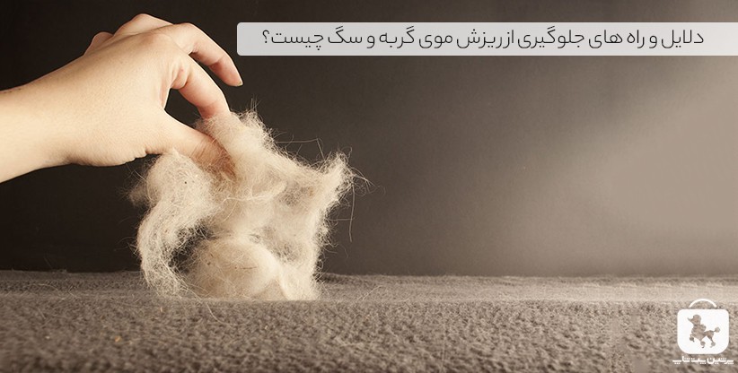 دلایل و راه های جلوگیری از ریزش موی گربه و سگ چیست؟