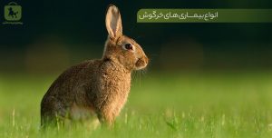 بیماری‌های خرگوش خانگی؛ علائم هشدار و اقدام درست