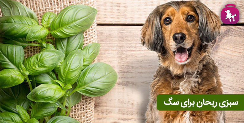 سبزی ریحان برای سگ: راهنمای مصرف + فواید برای سگ