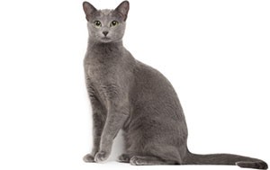 راشن بلو | Russian Blue