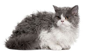 سلکیرک رکس | Selkirk Rex