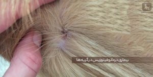 بیماری درماتوفیتوزیس در گربه ها