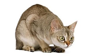 سنگاپوری | Singapura