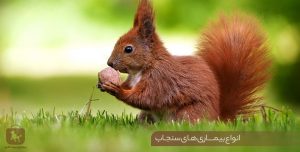 بیماری‌های سنجاب خانگی؛ علائم، پیشگیری و زمان مراجعه