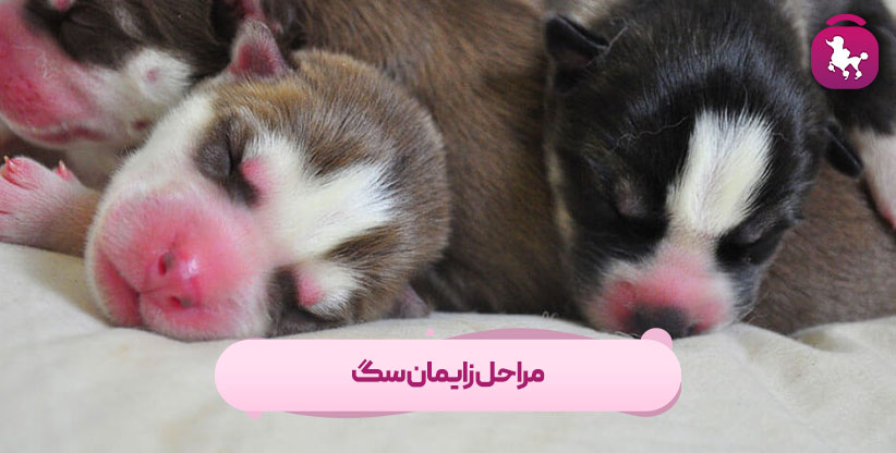 مراحل زایمان سگ