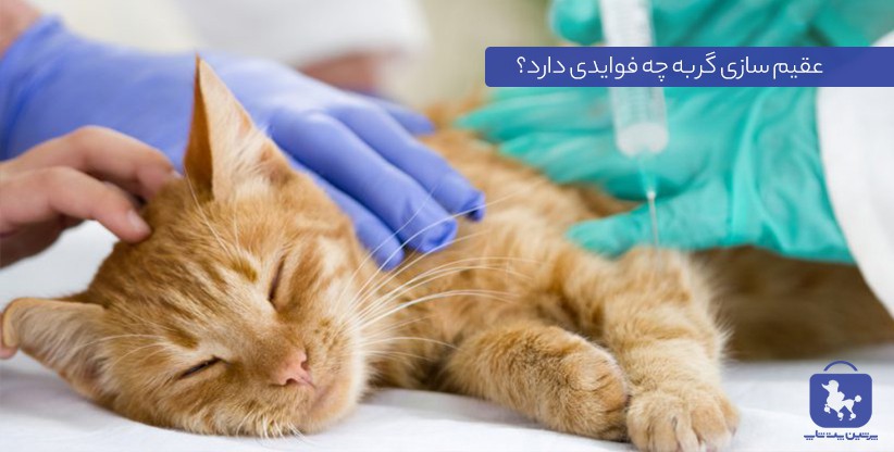 عقیم سازی گربه
