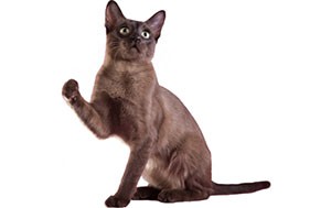 تونکینس | Tonkinese