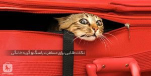 نکات طلایی برای مسافرت با سگ و گربه خانگی
