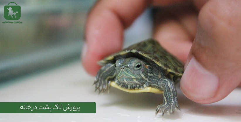 پرورش لاک پشت در خانه