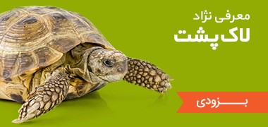 نژاد لاکپشت